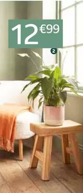 Ecloz - Spathiphyllum "Sweet Ricardo"