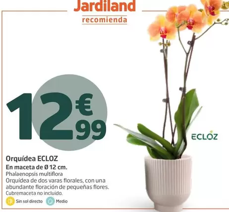 Ecloz - Orquídea