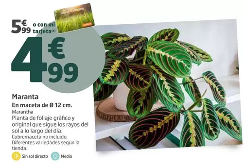 Maranta