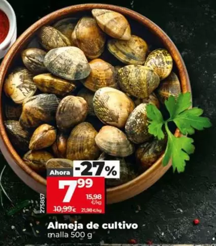 Almeja De Cultivo