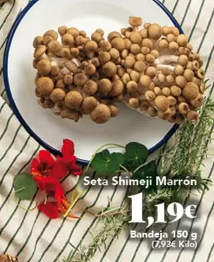 Seta Shimeji Marron