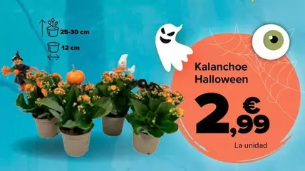 Kalanchoe Halloween