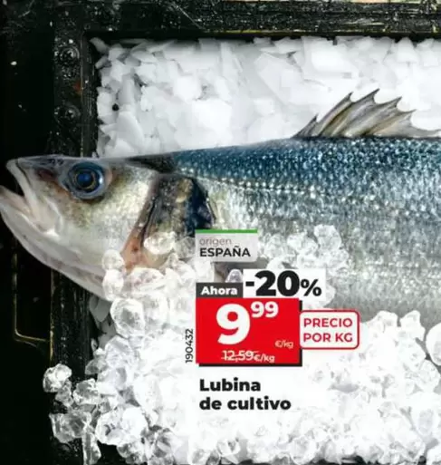 Lubina De Cultivo