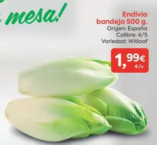 origen - Endivia Bandeja