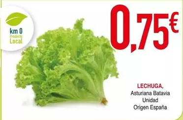 Asturiana - Lechuga