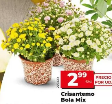 Crisantemo Bola Mix