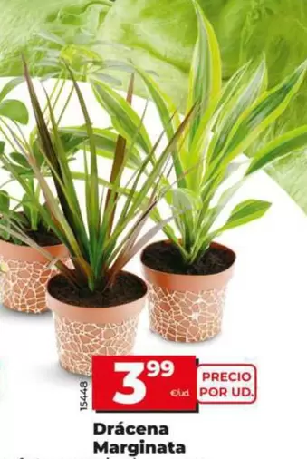 Dracena Marginata