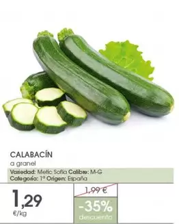 Sofia - Calabacín