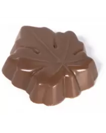 copy of Walnut & Praline -...