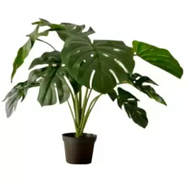 PLANTA MONSTERA BIGMAT 5398013