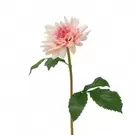 Tige de Dahlia Premium 50cm - Rose