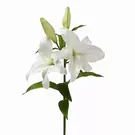 Tige de Lys Casablanca Premium 95 cm - Blanc