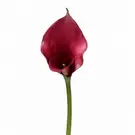 Tige d'Arum long spathe Premium 75cm - Bordeaux