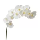 Tige d'Orchidée Premium 86cm - Blanc