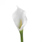 Tige d'Arum spathe court Premium 75cm - Blanc