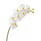 Tige d'Orchidée Premium 72cm - Blanc