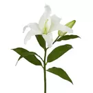 Tige de Lys Casablanca Premium 65 cm - Blanc