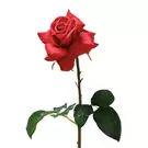 Tige de Rose ouverte Premium 50cm - Rouge