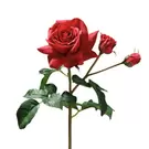 Tige de Rose ouverte avec bourgeons Premium 56cm - Rouge