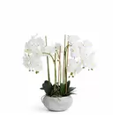 Composition d'Orchidée Séréna 65 cm - Blanc