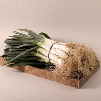 Manat de 25 Calçots