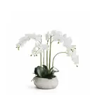 Composition d'Orchidée Séréna 60 cm - Blanc