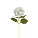 Tige d’Hortensia 68 cm - Blanc