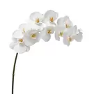 Tige d'Orchidée Premium 100cm - Blanc