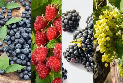 Lote de 2 o mezcla de 4 plantas frutales