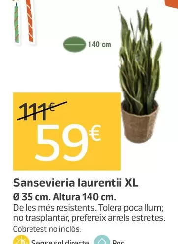 Sansevieria Laurentii Xl