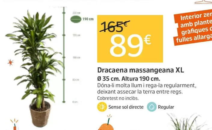 Dracaena Massangeana Xl