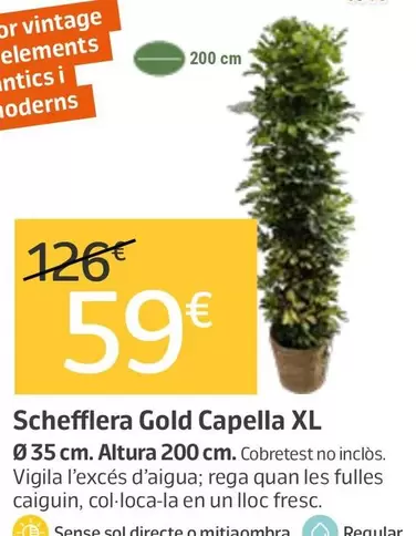 Schefflera Gold Capella Xl