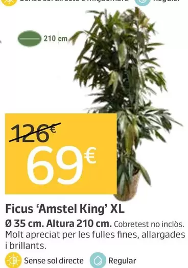 Ficus 'Amstel King' Xl