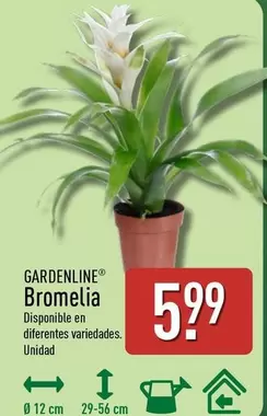 Gardenline - Bromelia
