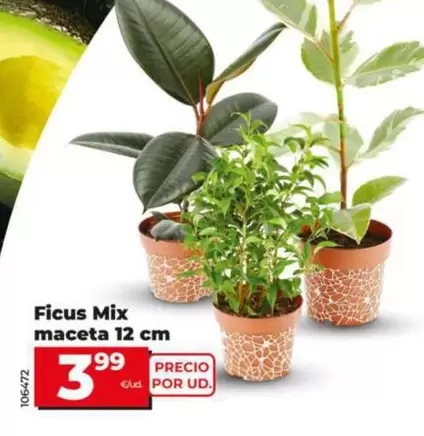 Ficus Mix Maceta 12 Cm