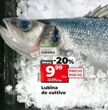 Lubina de cultivo
