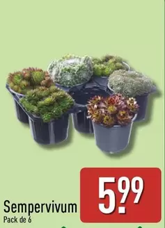 Sempervivum