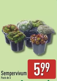 Sempervivum