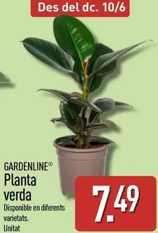 Gardenline - Planta Verda
