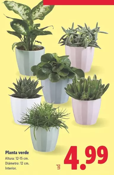 Planta Verde