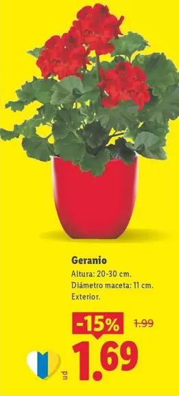 Geranio