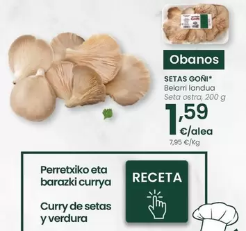 Setas Goñi - Seta Ostra