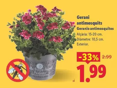 Geranio Antimosquitos