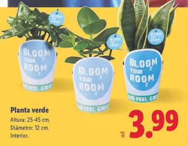 Planta Verde
