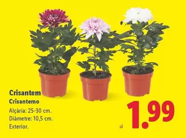 Crisantemo