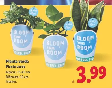 Planta Verde