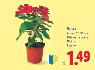 Vinca