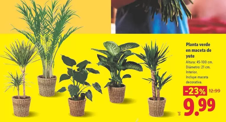 Planta Verde En Meca De Yute