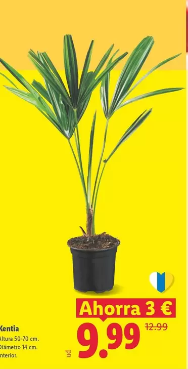 Kentia