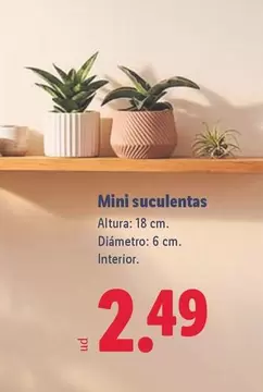 Mini Suculentas